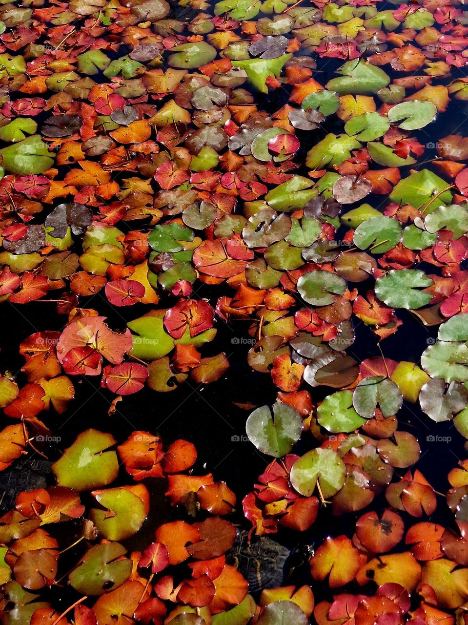 autumn colors in the lotus