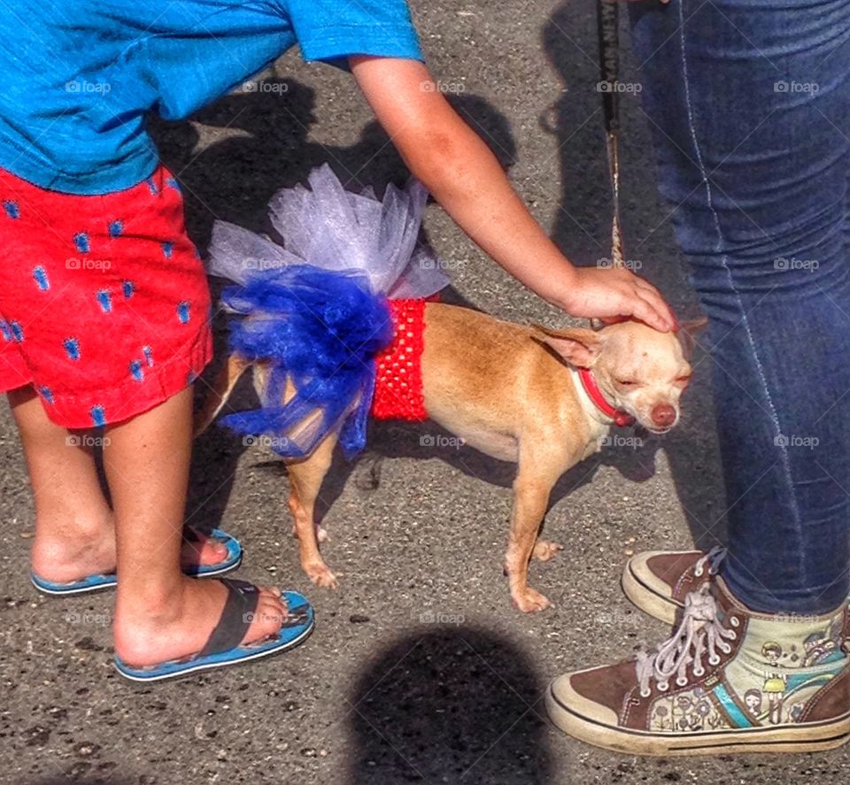 Let's celebrate the 4th. Child petting a dog dressed in red and blue tutu