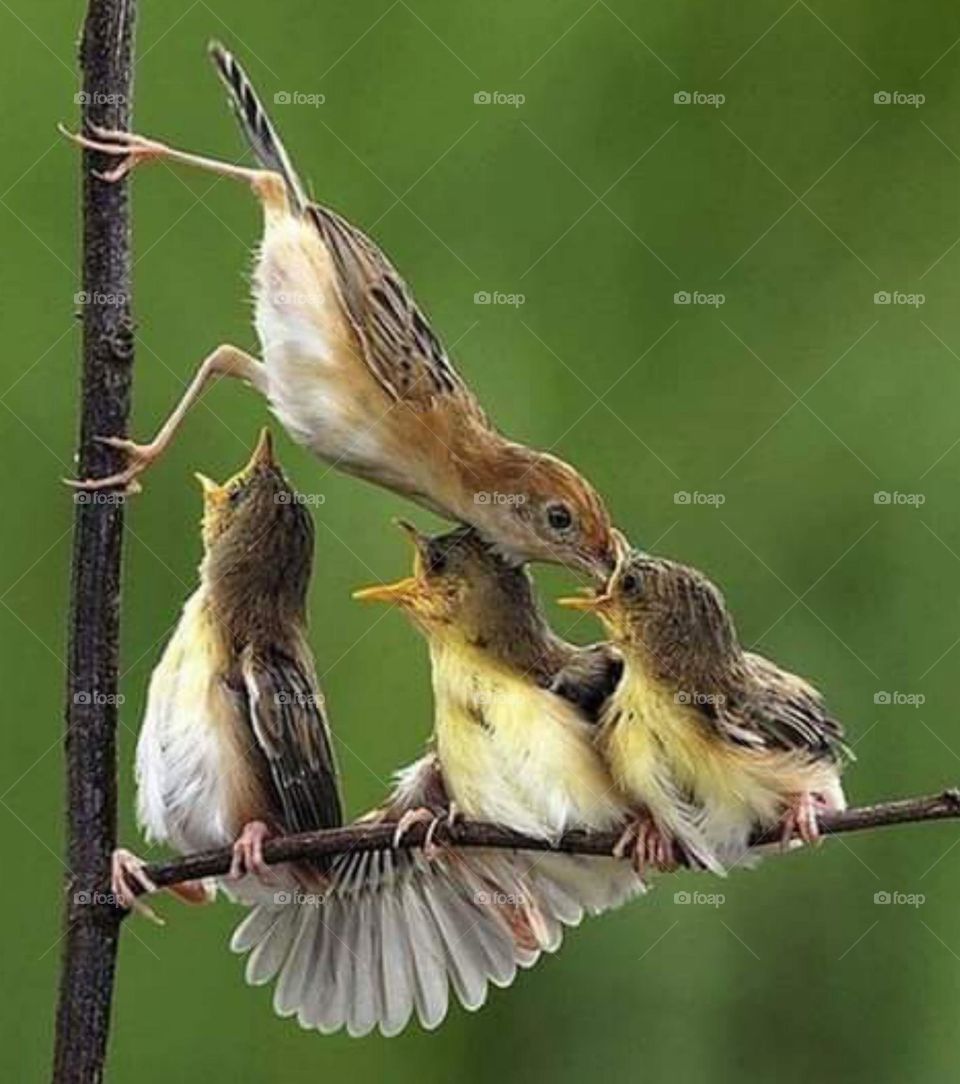 mother bird feeding