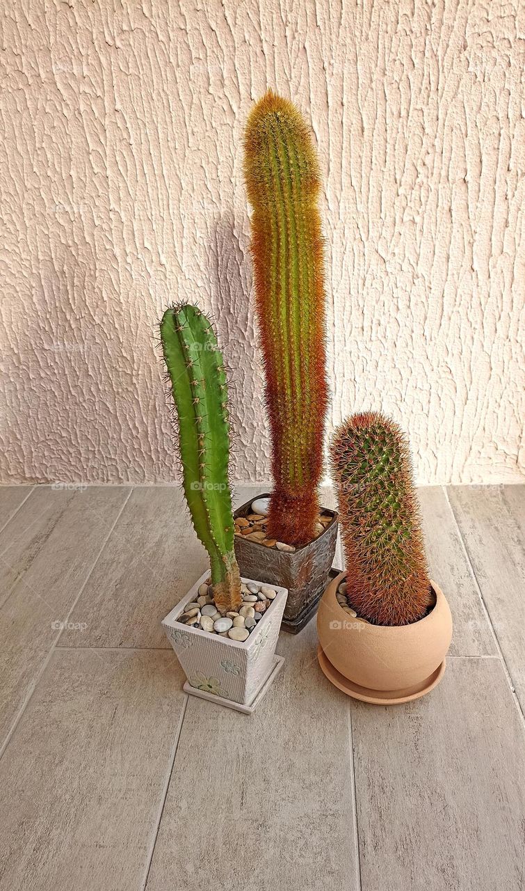 cactus in the pots view from the ground