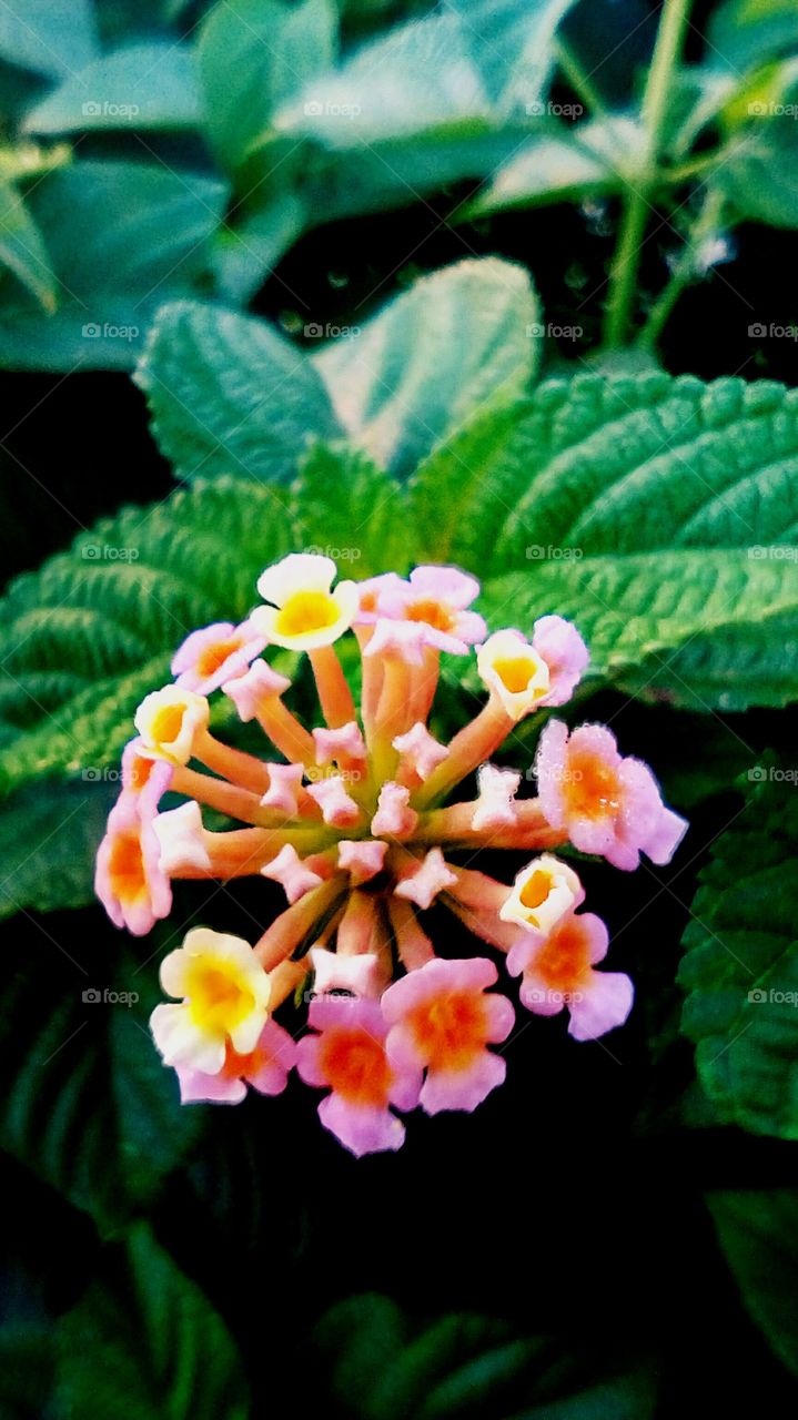 Flower=One & more part