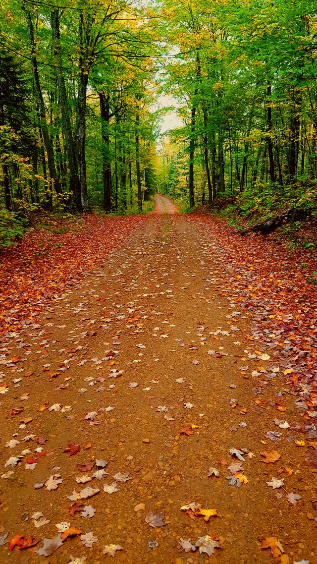 Over the color and through the woods....