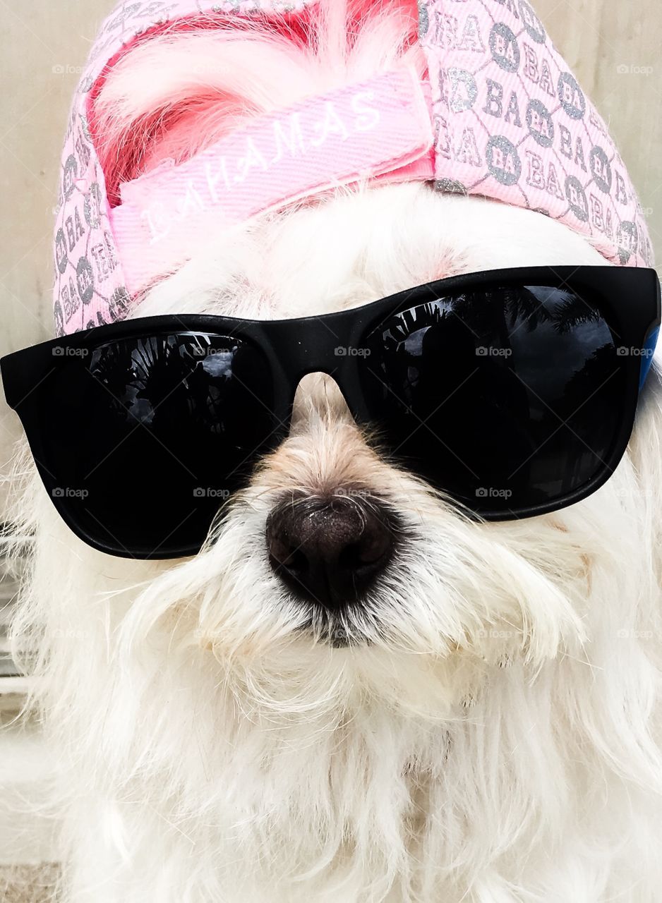 Cesar with a hat and Sunglasses
