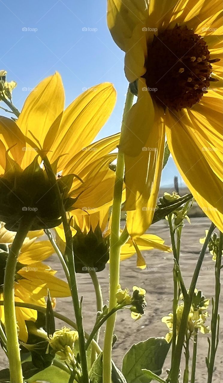Sunflowers In The Desert 
