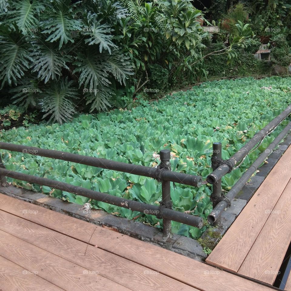 alga eceng gondok from indone