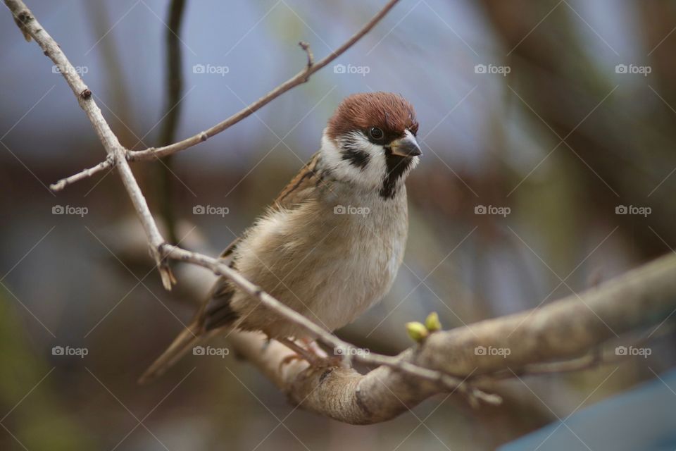 curious sparrow on a branch