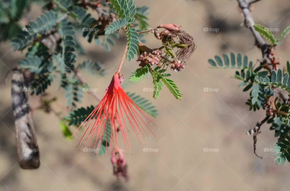 Red flower