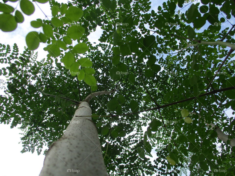 horse tree