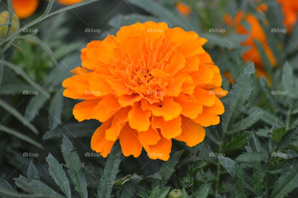 Orange Flower