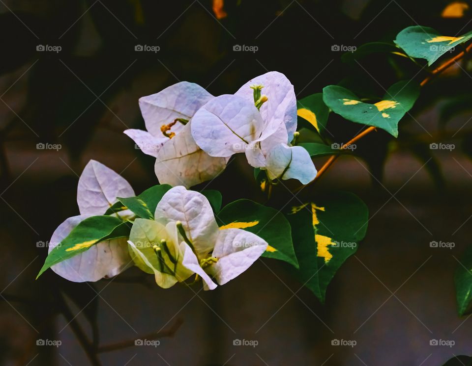 Floral photography - Bougainville - white paper rose