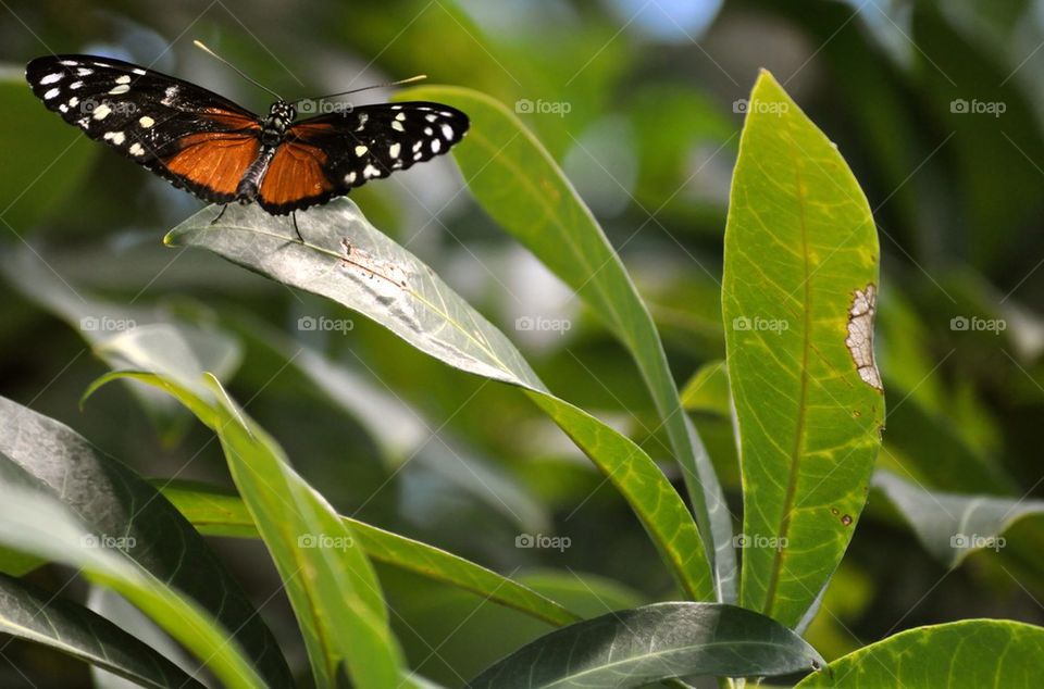 Butterfly