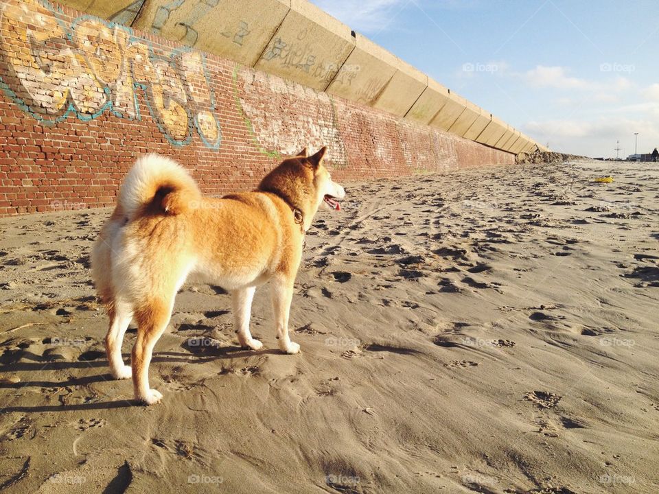 Beautiful dog at the beach