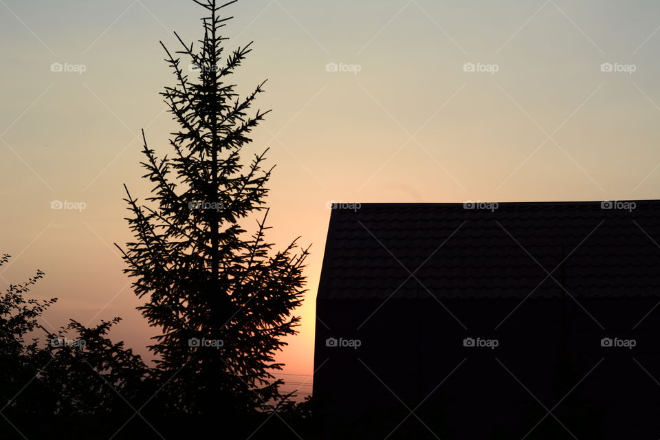 No Person, Sky, Tree, Sunset, Light