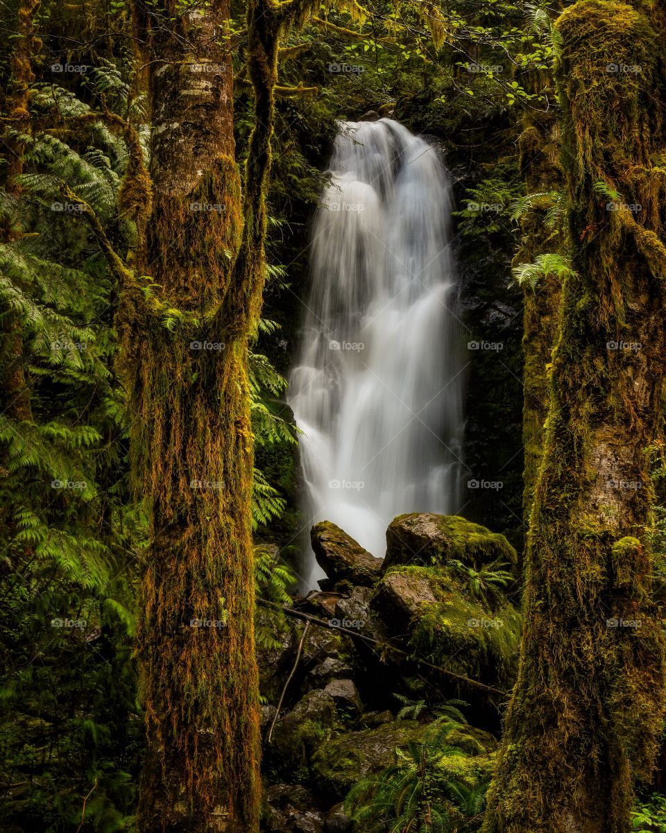 Quinault Rainforest 