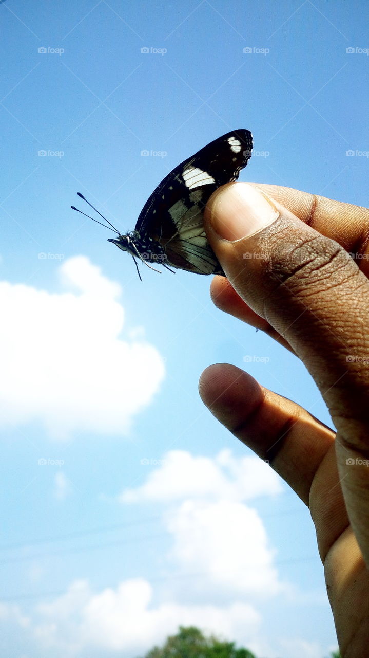 the most beautiful and cute butterfly