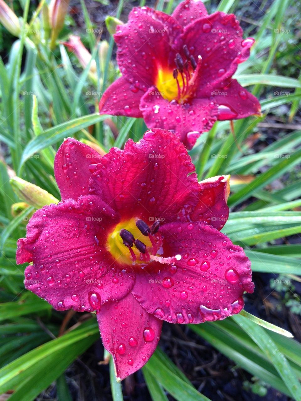 Close-up of wet daylily flower