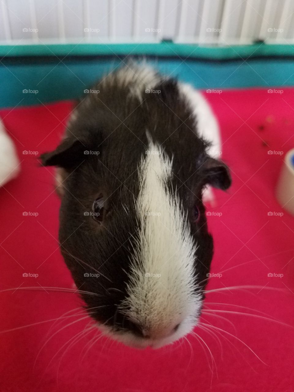 guinea pig close up