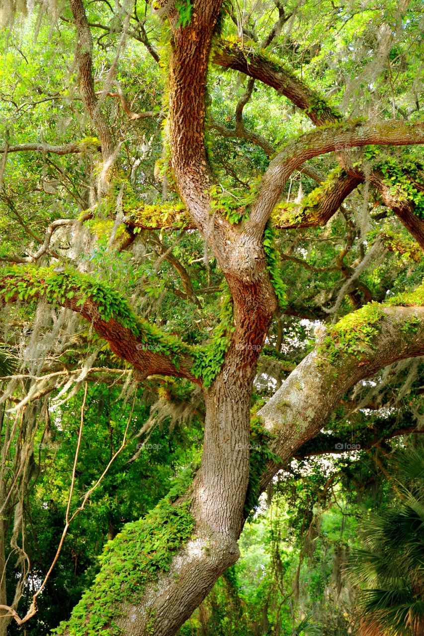 Old Oak Tree