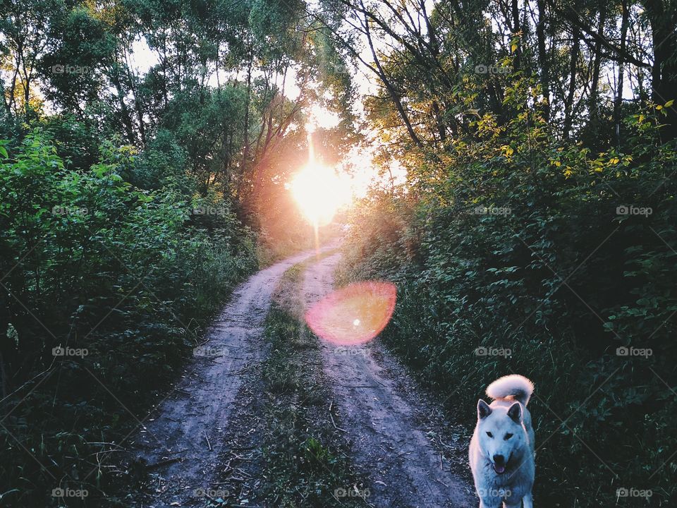 Summer walk