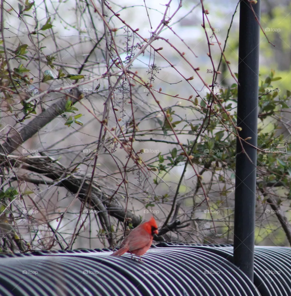 Northern cardinal (male) on black metal fence with wooded background 