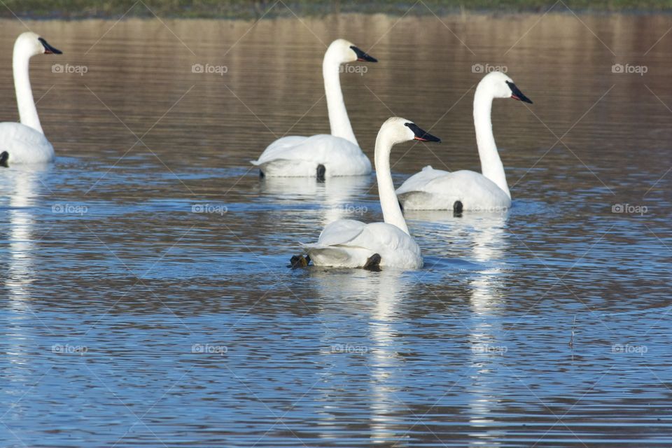 Trumpeter swans