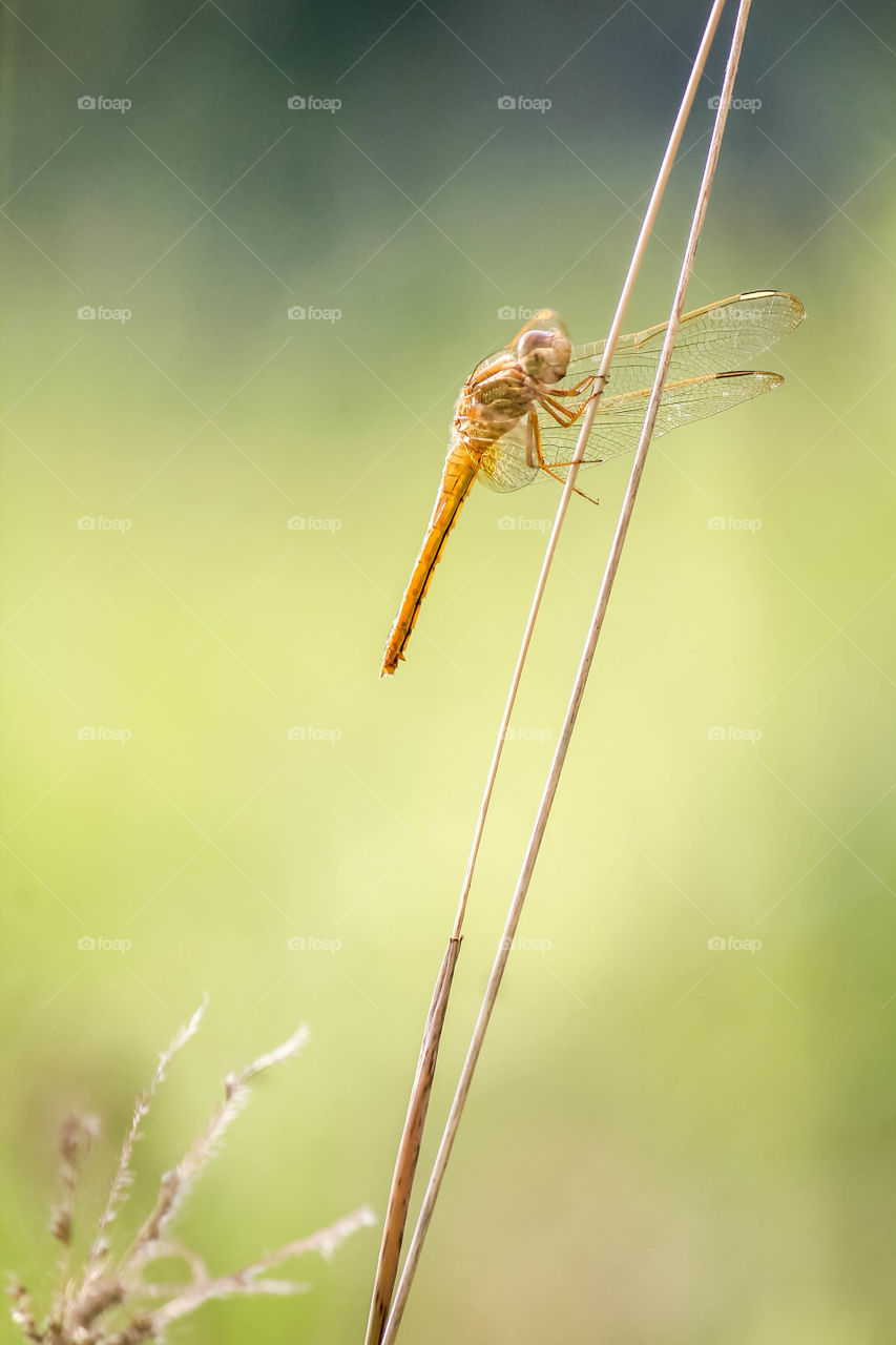 Dragonfly