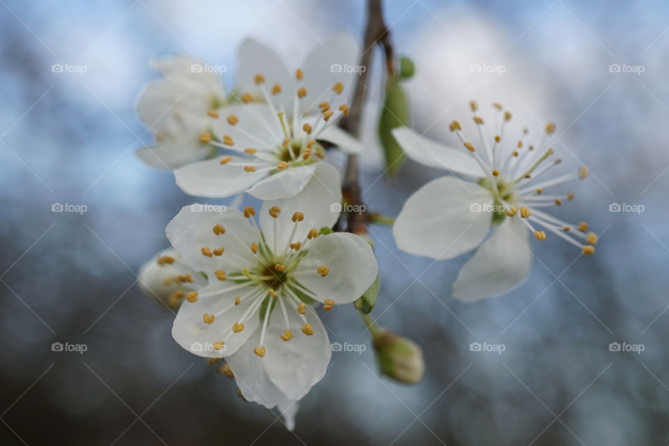 The first apple blossom I spotted this Spring 2019 taken on a windy day whilst walking our dog along the riverbank 