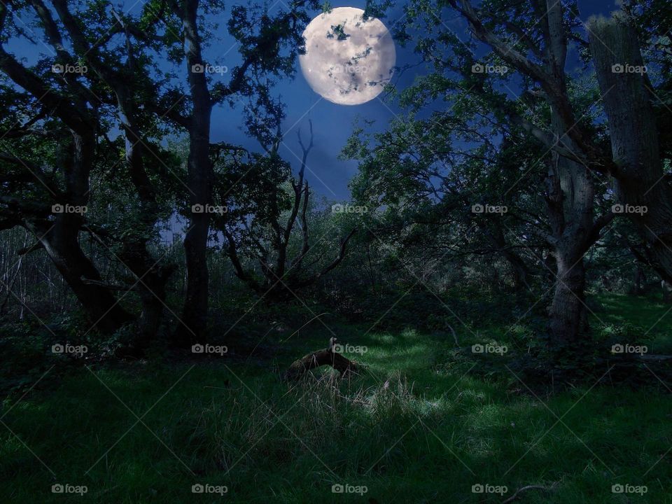 Beautiful mystery forest at night, full of secrets, full moon, UK