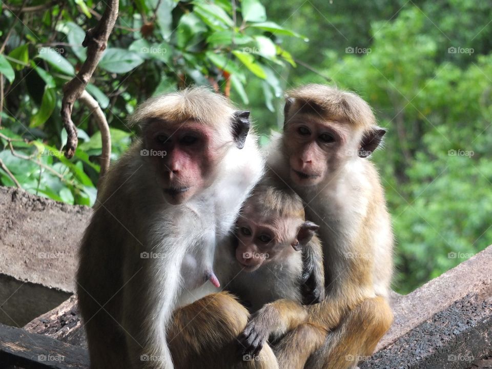 Portrait of monkey family