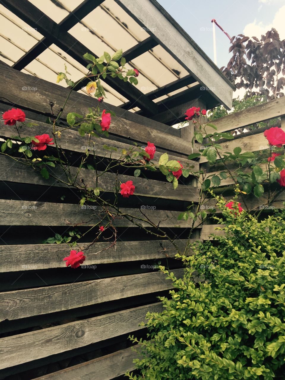 Roses . ❤️