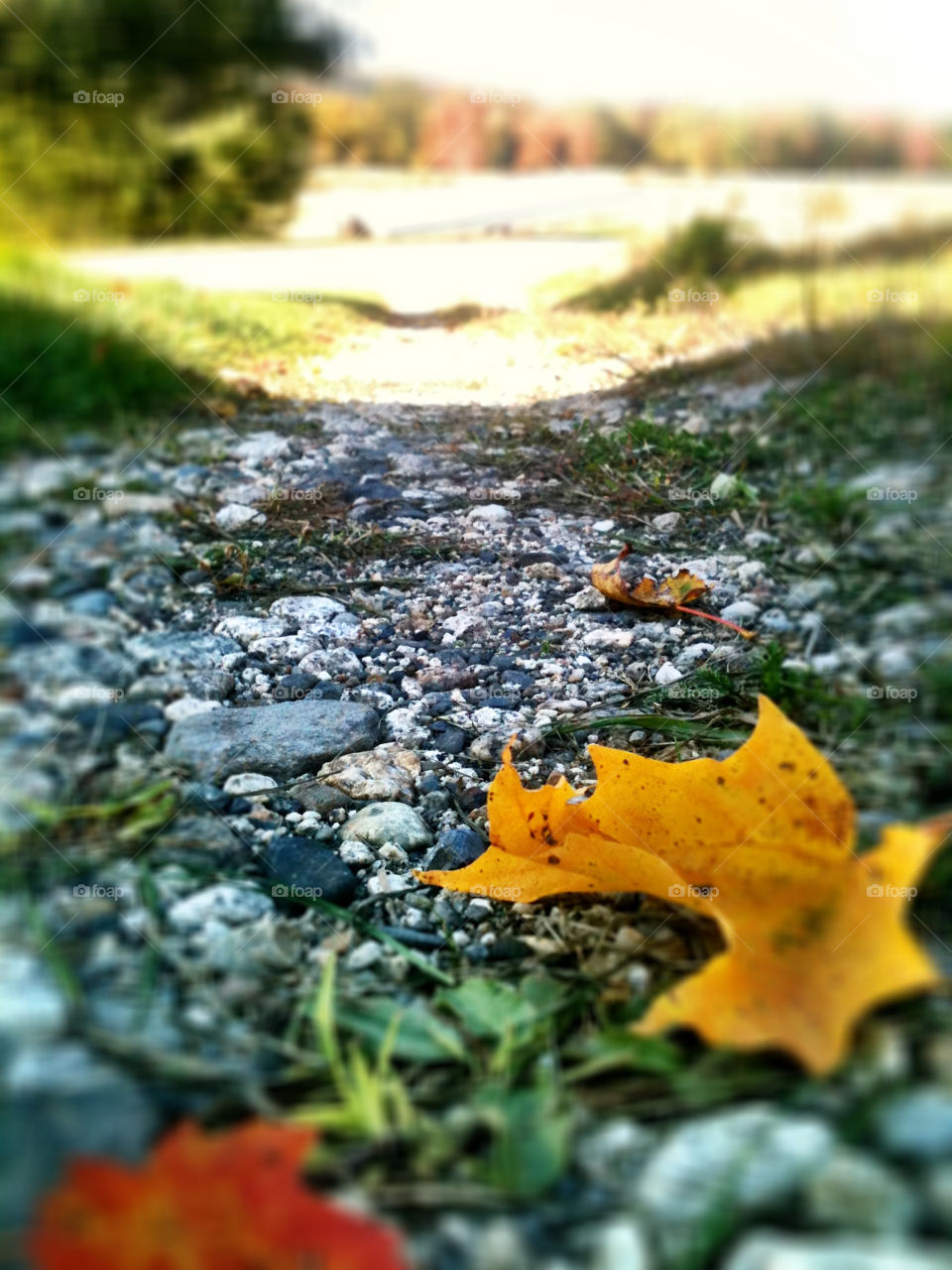 italy grass leaf autumn by sadie.collins