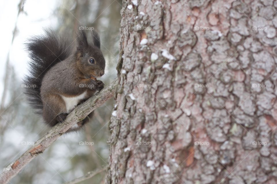 Squirrel sitting on tree