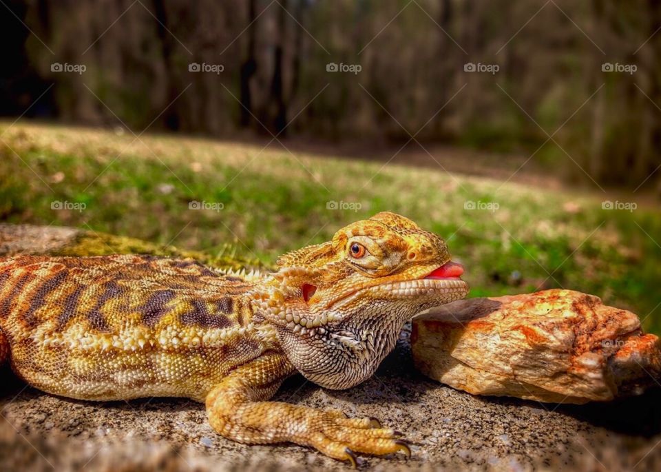 Bearded Dragon w/special needs (passed away a couple of months after photo)