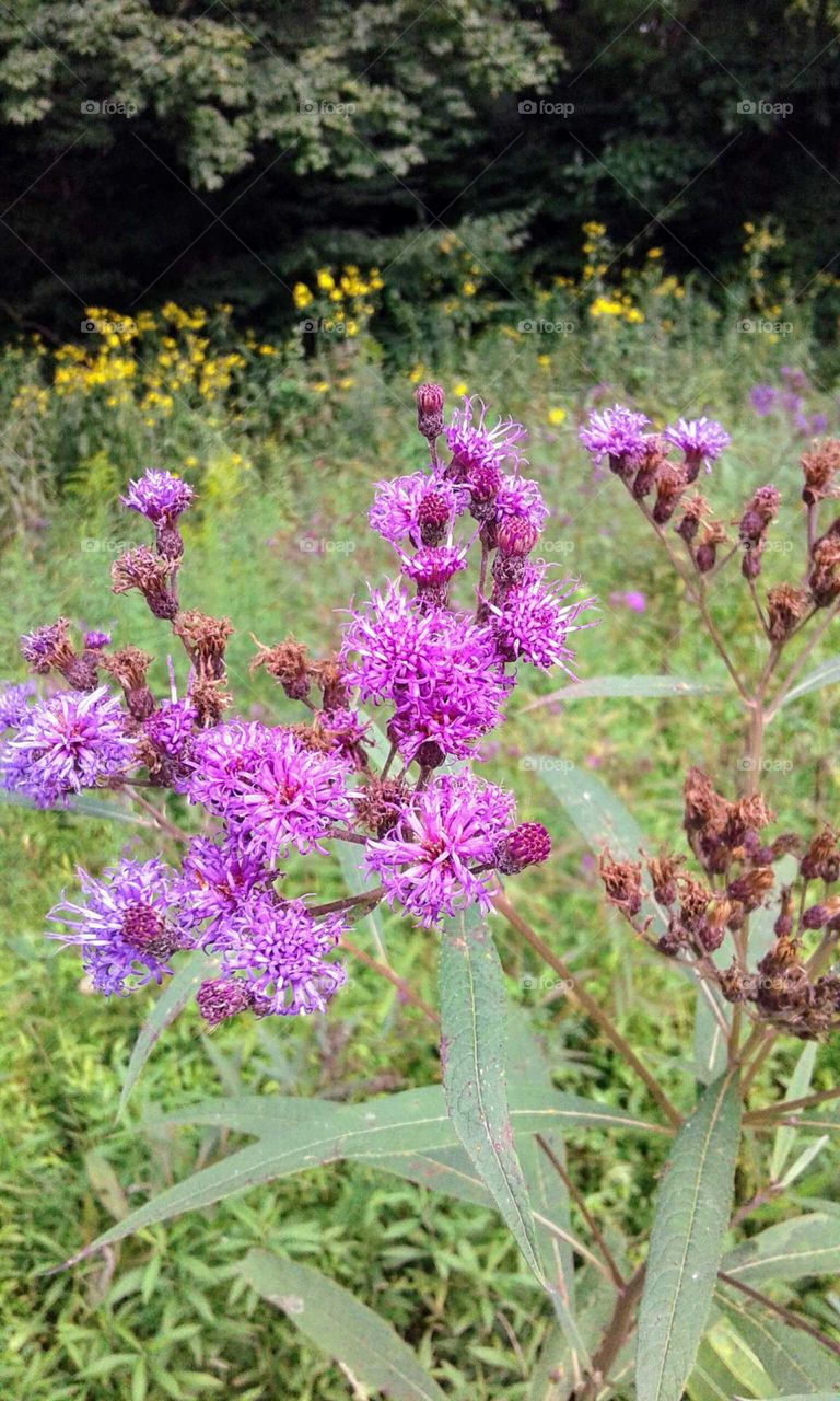 Wildflowers