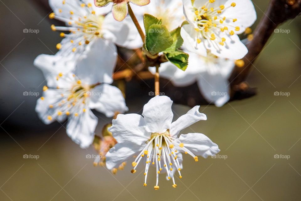 A white spring flowers