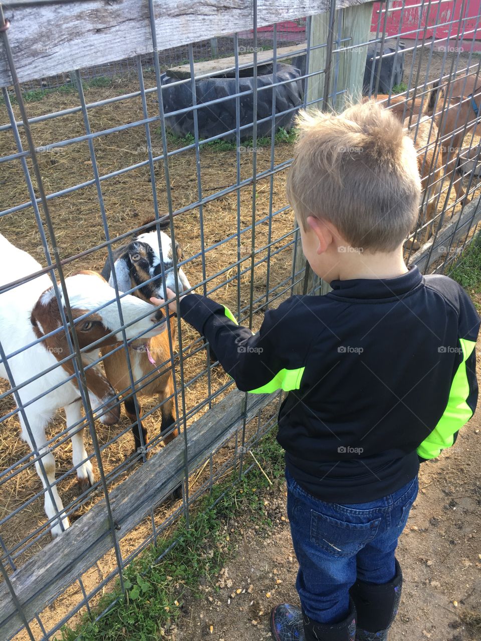 Feeding the goats! 