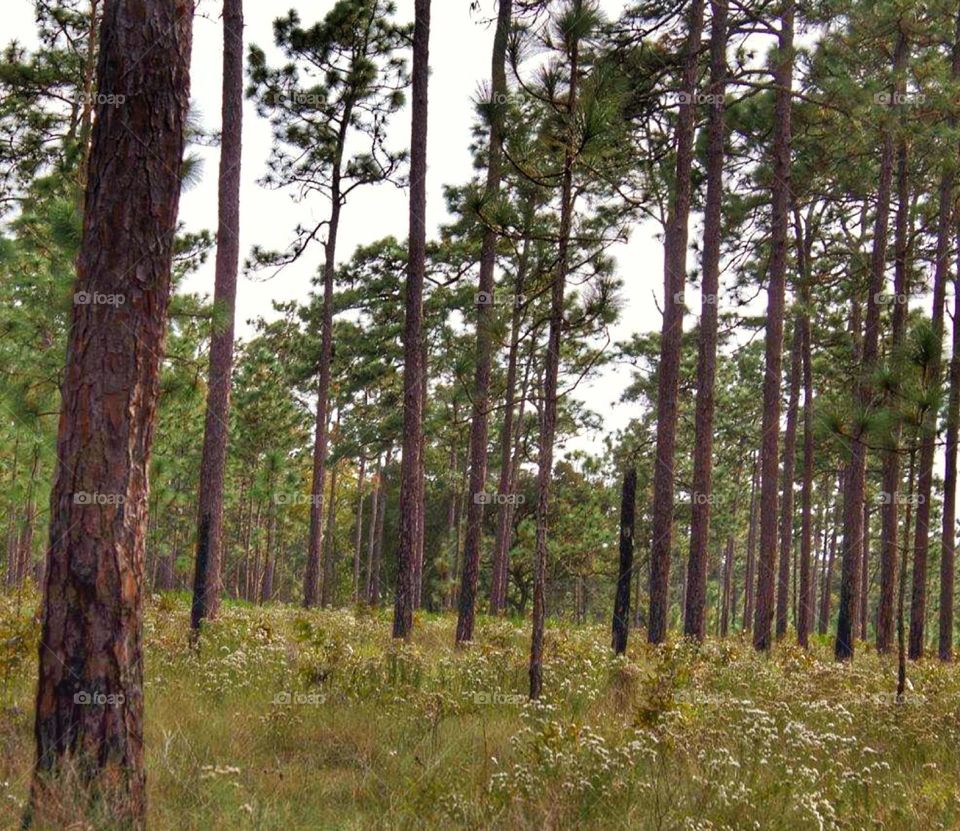 Trees. Gorgeous trees seen on a hike in Orlando, Florida.