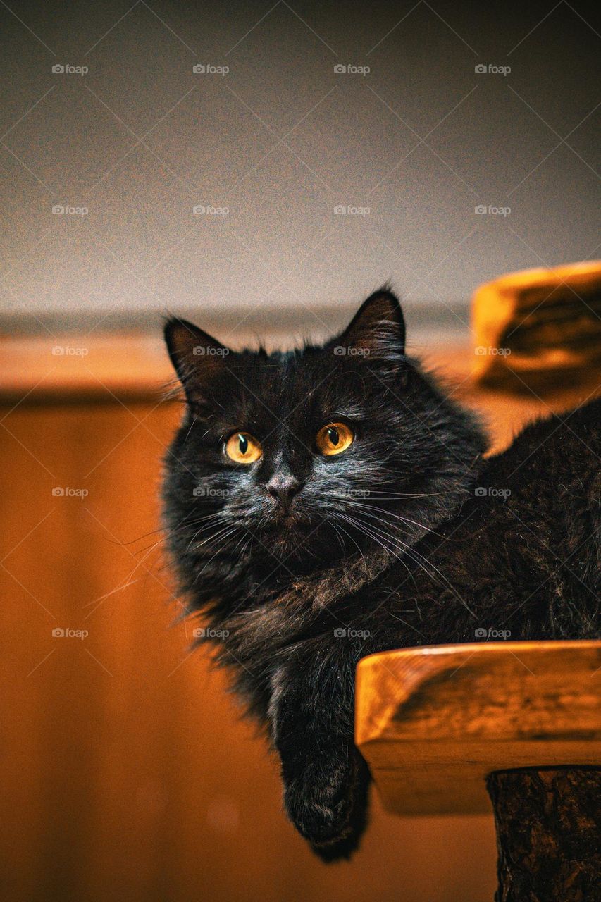 Octavia’s attention is somewhere else.