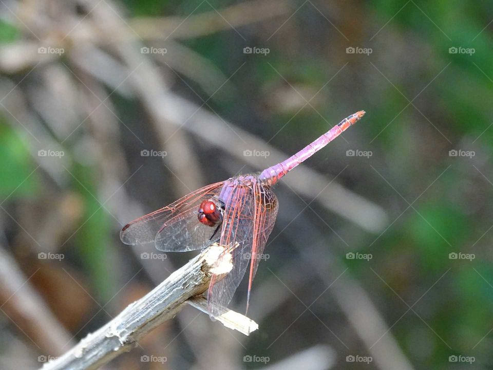 The red dragonfly