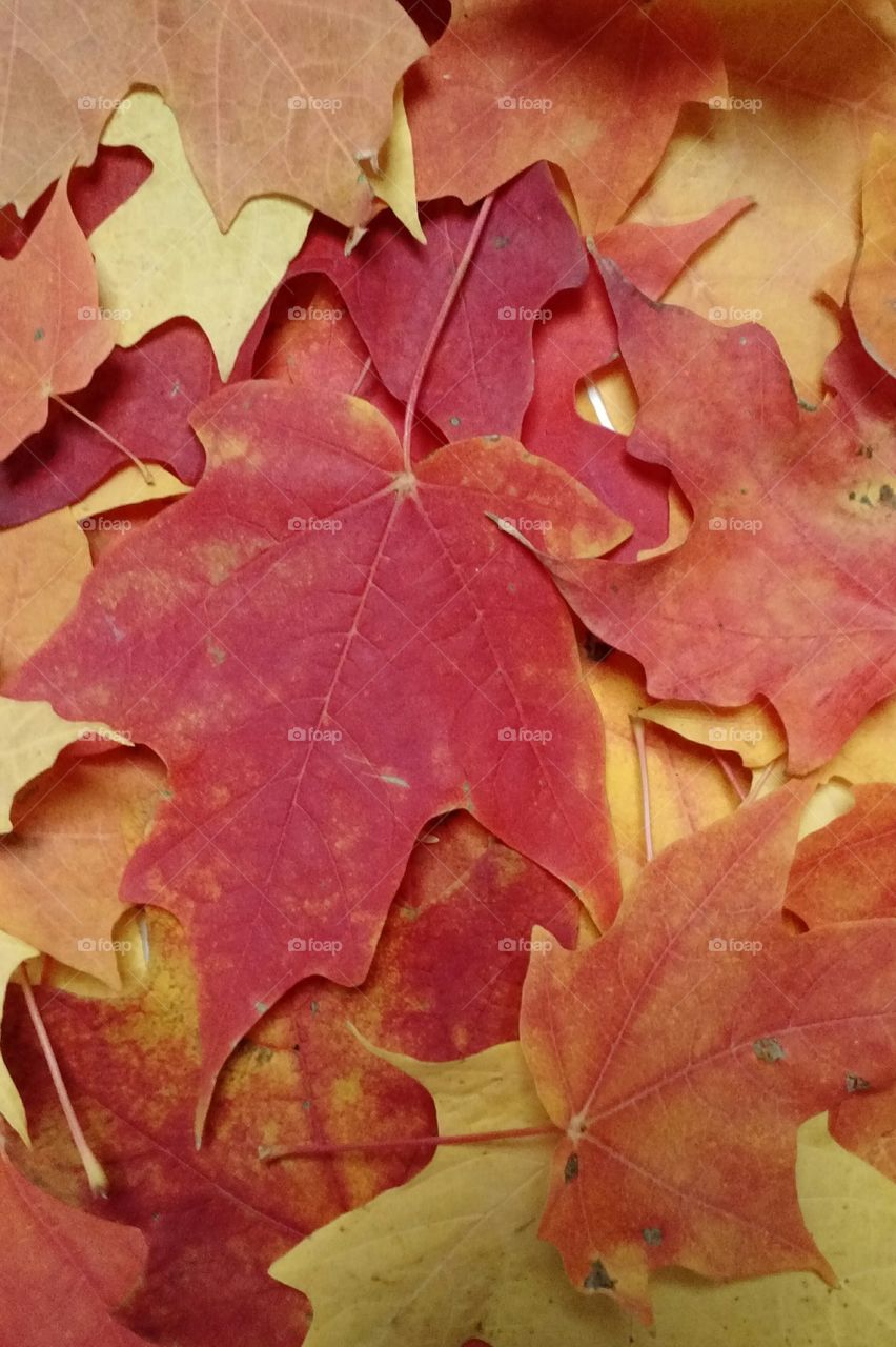 leaves of fall