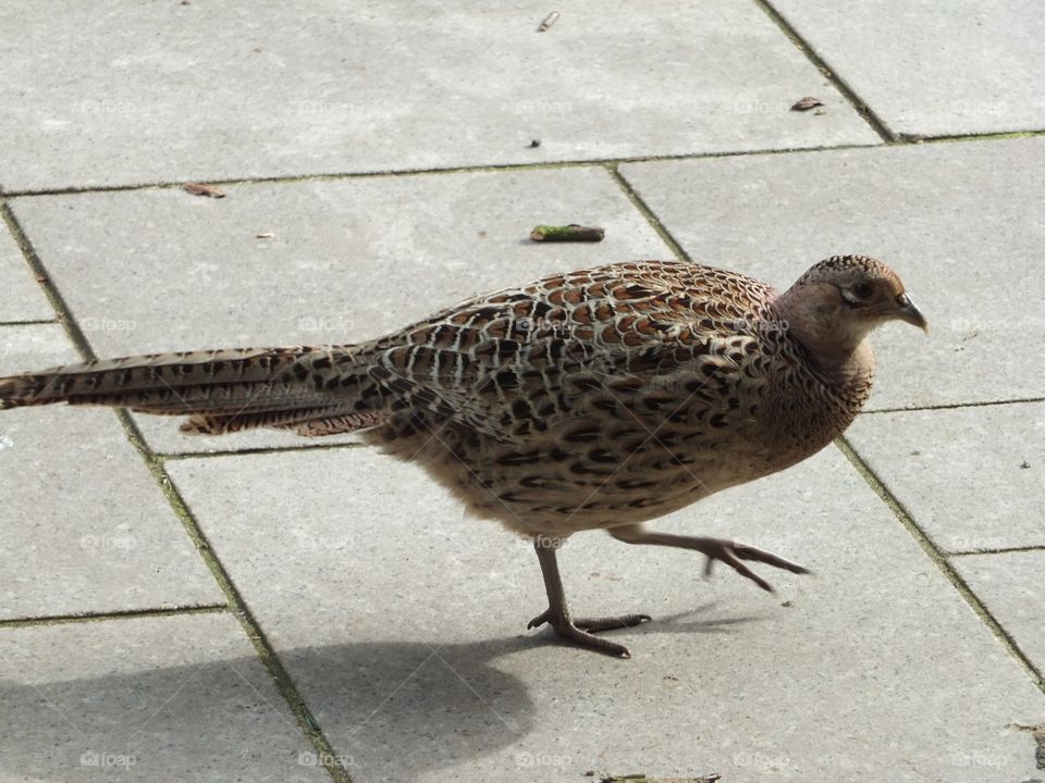 Female pheasant 
