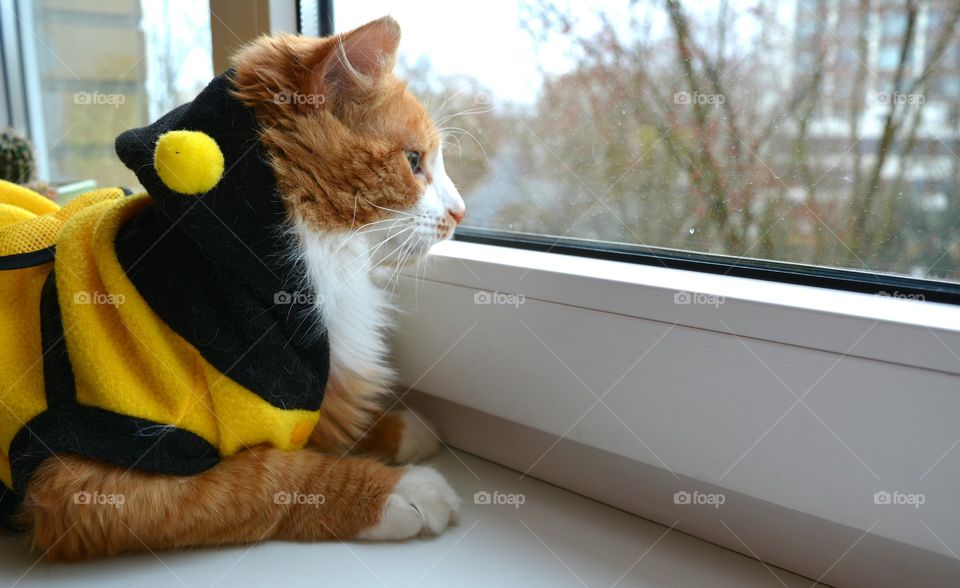 sweater weather cat in sweater looking in window, beautiful portrait, cozy winter