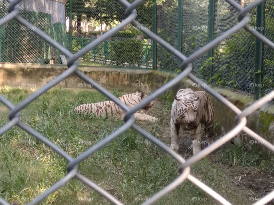 couple of white tiger