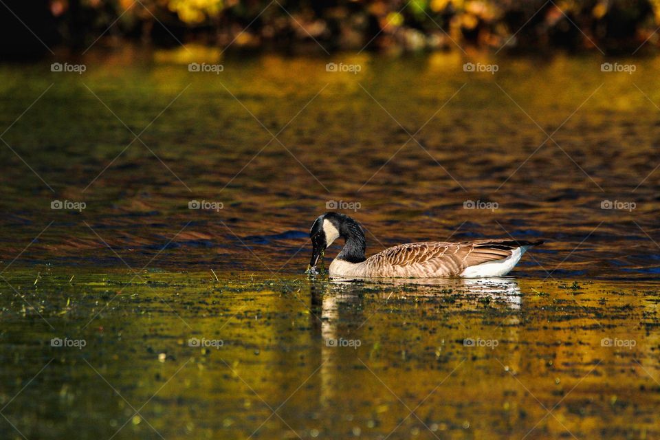 Reflecting the colors 