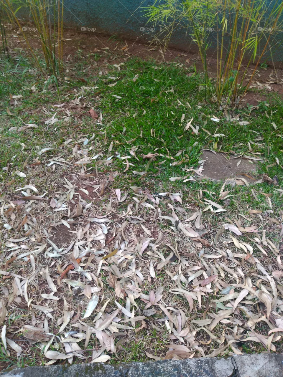 bem vindo foap natureza