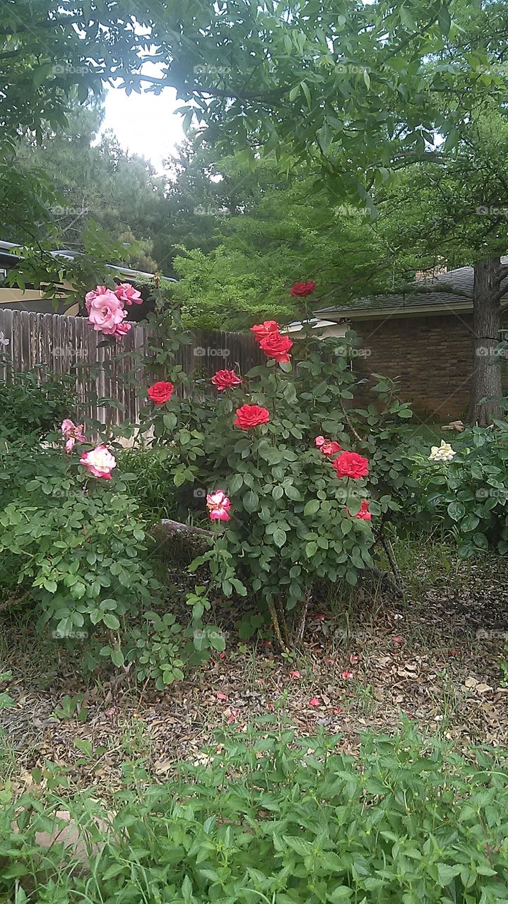 roses are red. this rose garden is very well kept