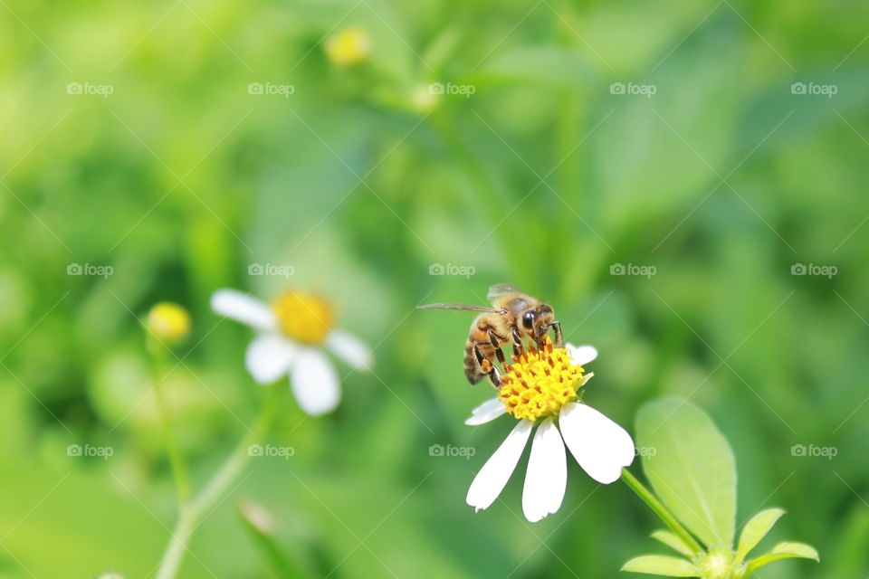 Honey bee pollinating wildflowers