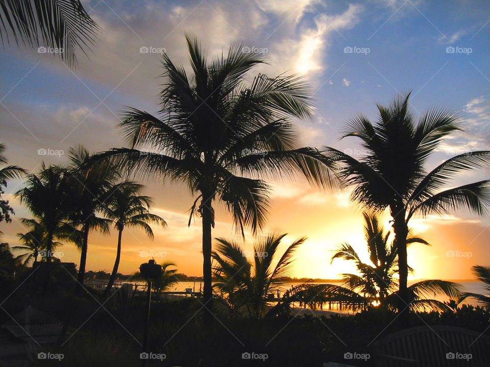 Palm trees in sunset.