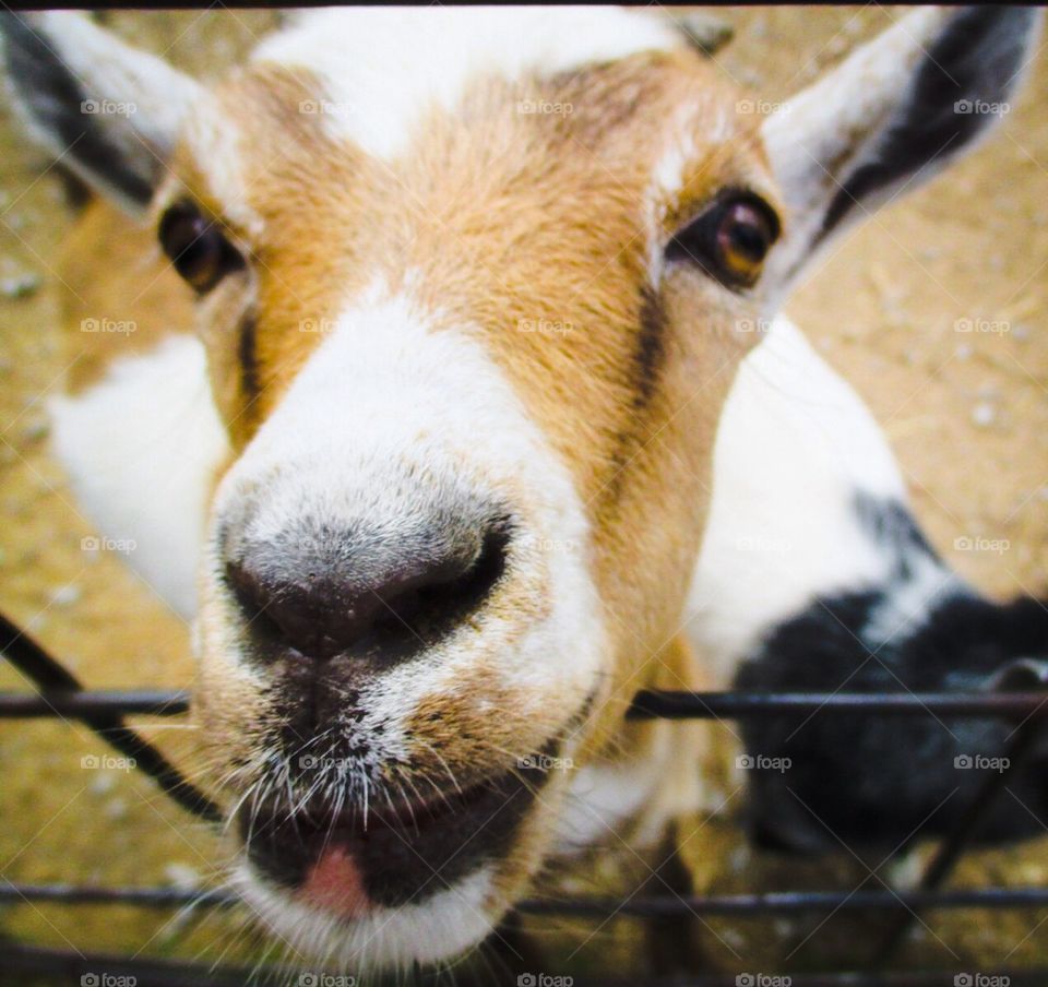 Goat up close