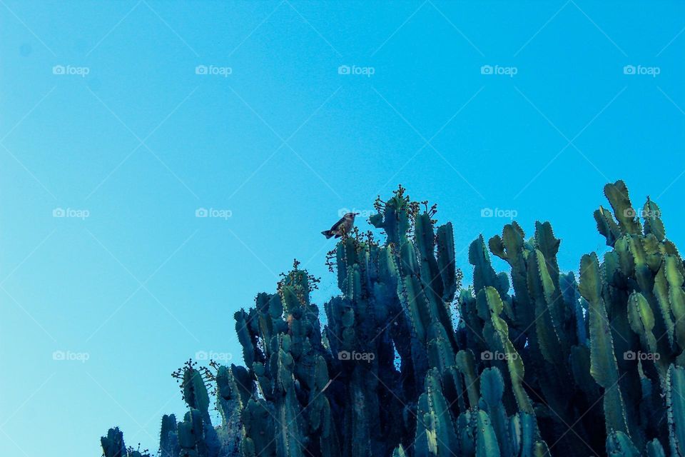 A little bird resting a large cactus.  Beautiful scene in tropical climate